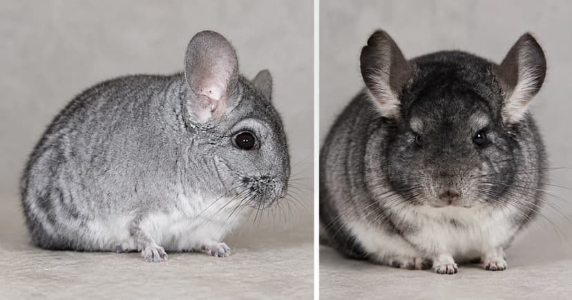 Gray and dark-gray chinchillas shown in two separate portrait scenes.