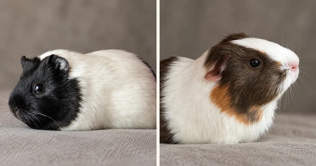 Black-and-white and white-brown guinea pigs in separate ordinary portrait scenes.