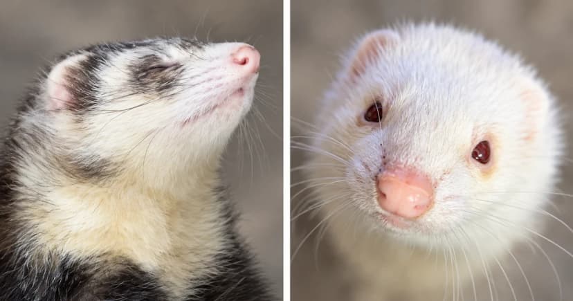 A sable-and-cream ferret and a white ferret in separate head portraits.