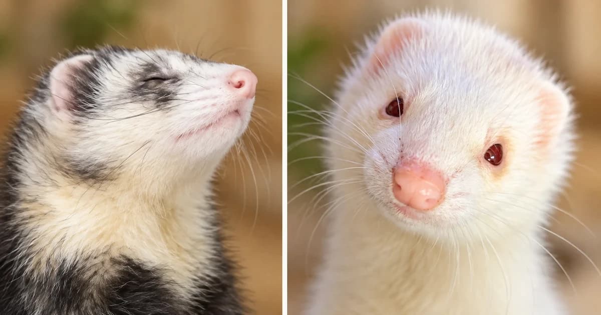 Two separate ferret head portraits, one dark and cream with closed eyes and one white with reddish eyes.