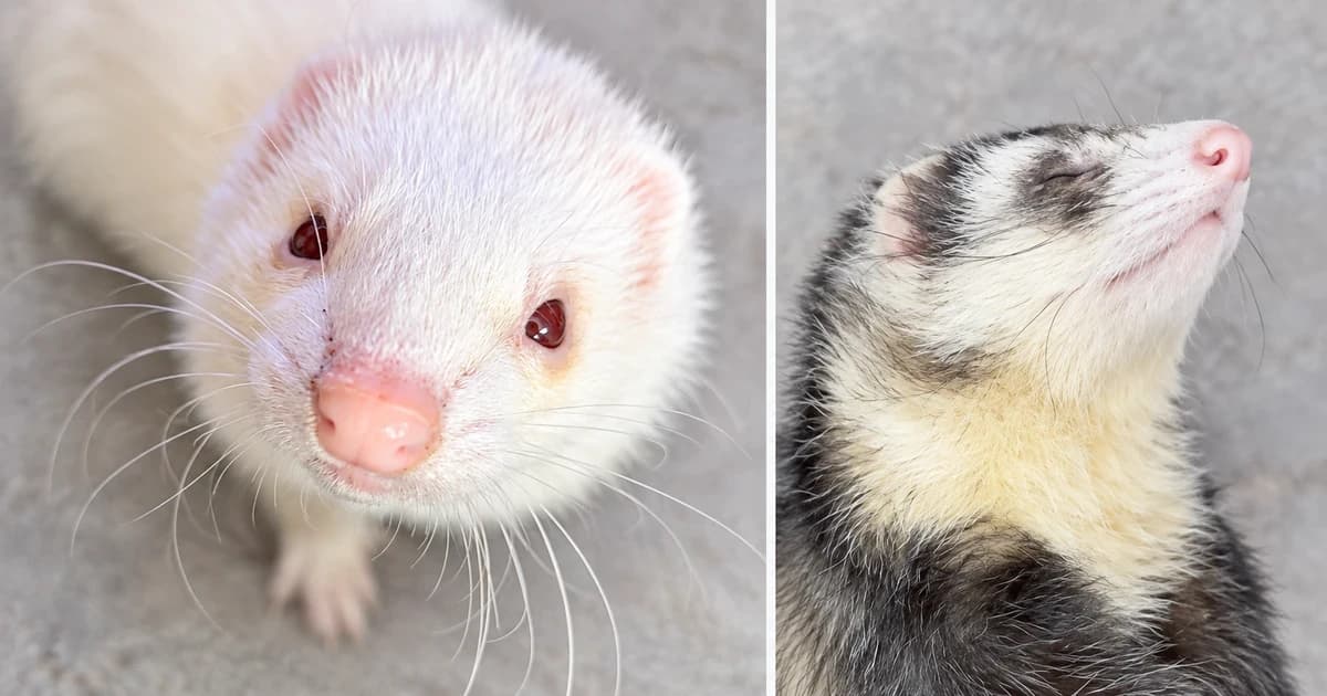 Separate close portraits of a white ferret and a sable-and-cream ferret.