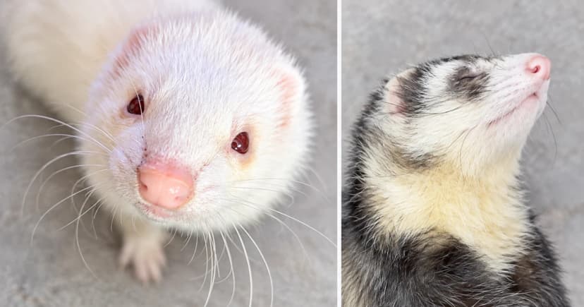 Separate close portraits of a white ferret and a sable-and-cream ferret.