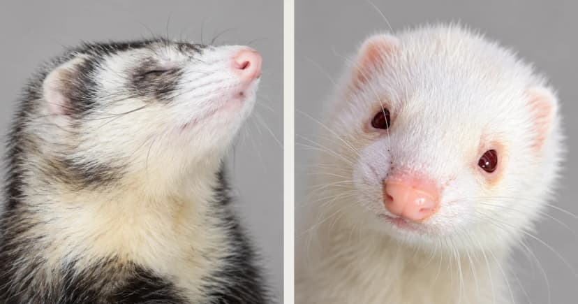Separate close portraits of a sable-and-cream ferret and a white ferret.