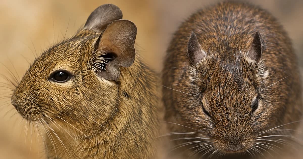 Two separate brown degu head portraits, one in side view and one facing forward.