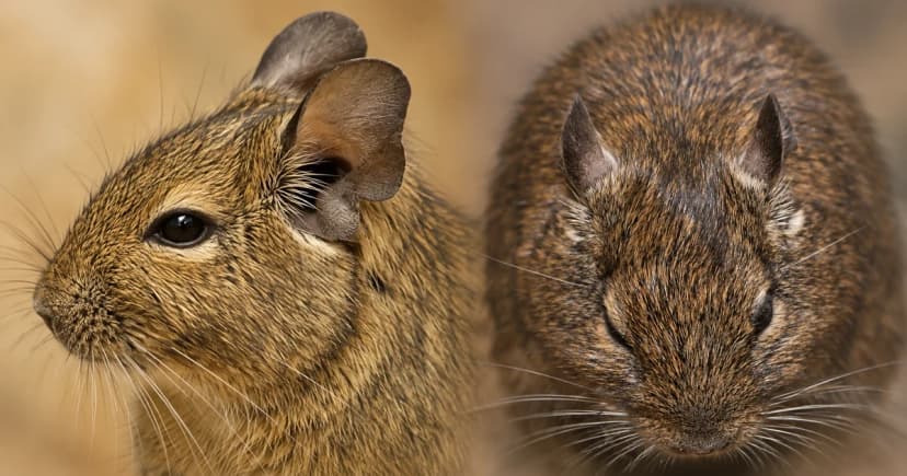 Two separate brown degu head portraits, one in side view and one facing forward.
