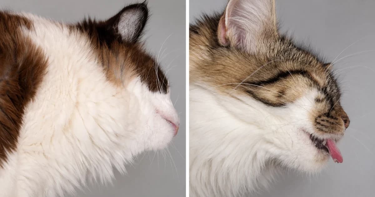 Two separate ordinary long-haired cat close portraits.