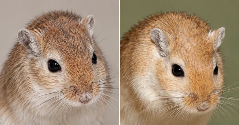 Two separate brown gerbil head portraits with dark eyes.