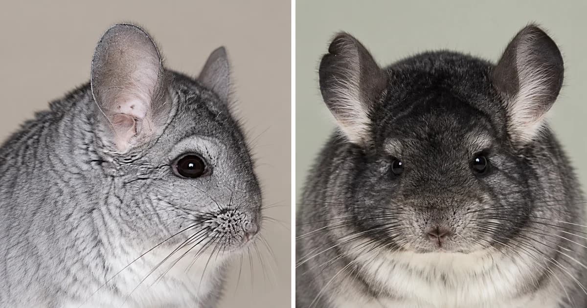 Separate portraits of a silver-gray chinchilla in profile and a darker chinchilla facing forward.