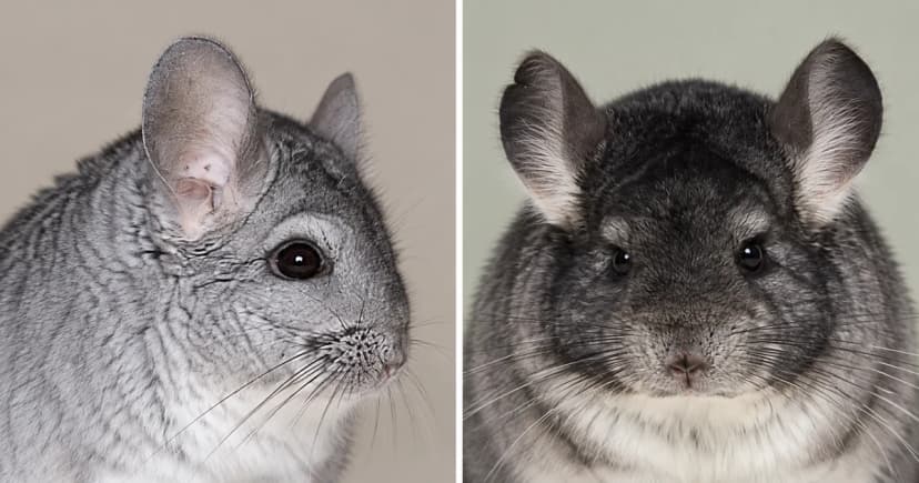 Separate portraits of a silver-gray chinchilla in profile and a darker chinchilla facing forward.