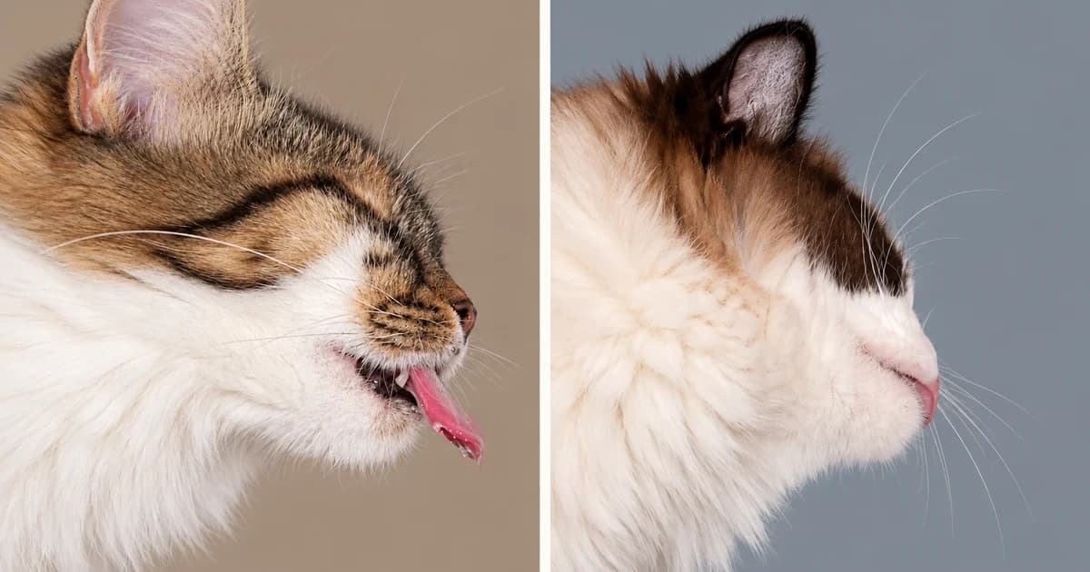 Separate portraits of a tabby-and-white cat with tongue extended and a brown-and-white cat in profile.