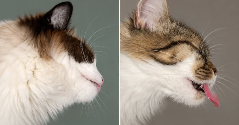 Separate portraits of a brown-and-white cat in profile and a tabby-and-white cat with tongue extended.