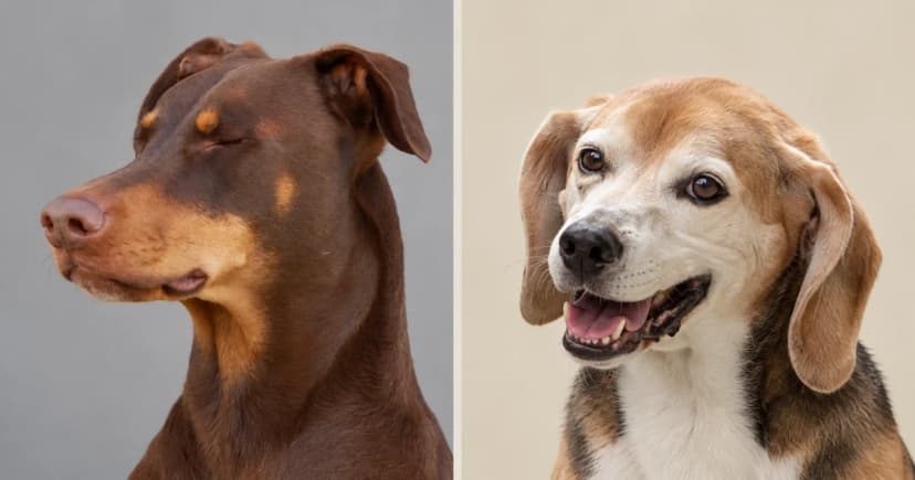 Separate portraits of a brown Doberman with closed eyes and a tricolor Beagle with an open mouth.