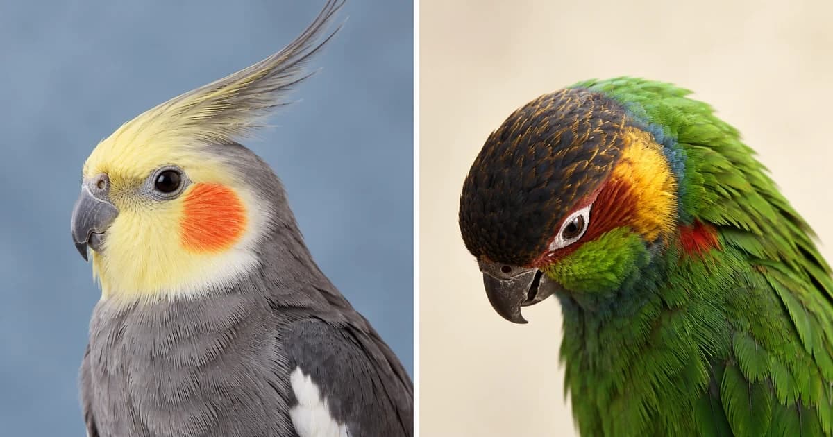 Separate portraits of a yellow-faced gray cockatiel and a green parrot with its head lowered.