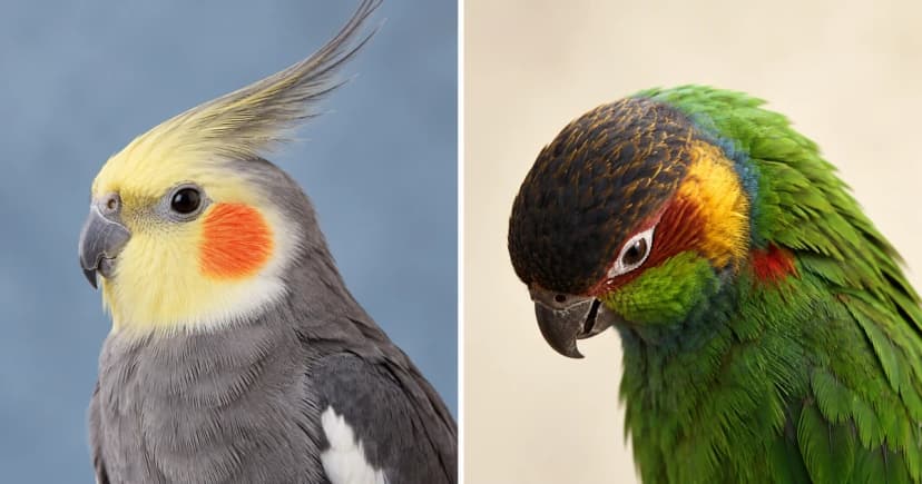 Separate portraits of a yellow-faced gray cockatiel and a green parrot with its head lowered.