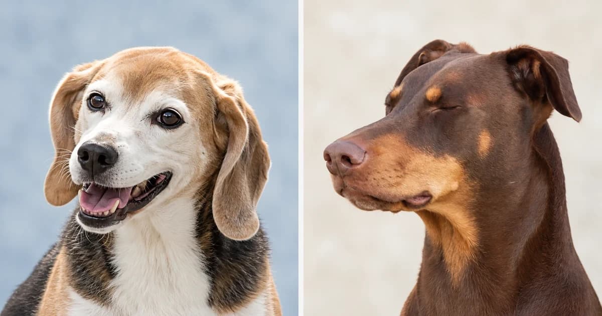 Separate portraits of a tricolor Beagle with an open mouth and a brown Doberman with closed eyes.