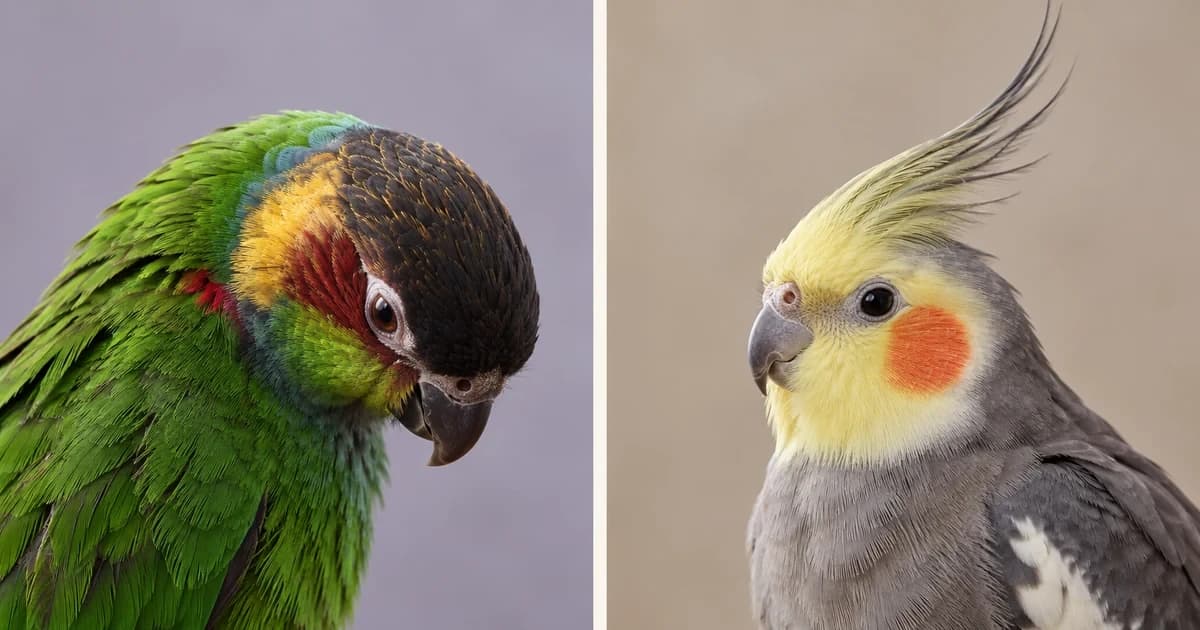 Separate portraits of a lowered green parrot and a yellow-faced gray cockatiel.