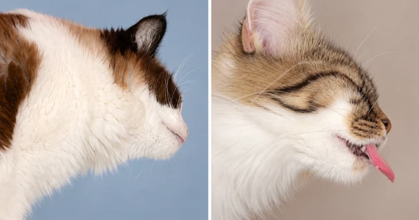 Separate close portraits of a brown-and-white cat in profile and a tabby-and-white cat with closed eyes and an extended tongue.
