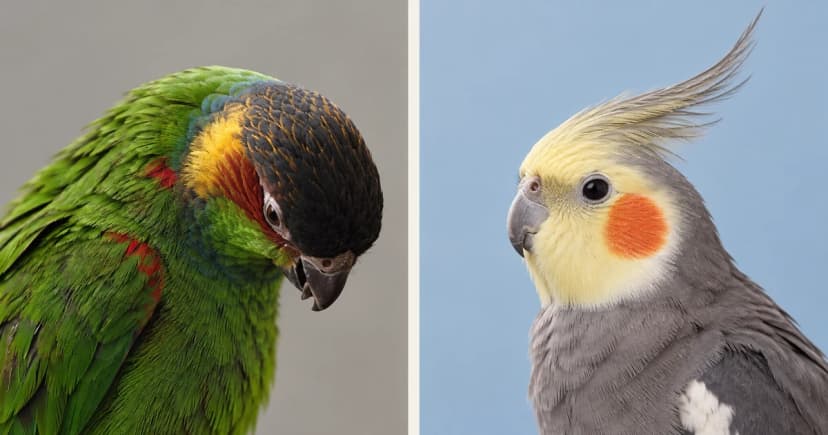 Separate ordinary portraits of a lowered green parrot and a yellow-faced gray cockatiel.