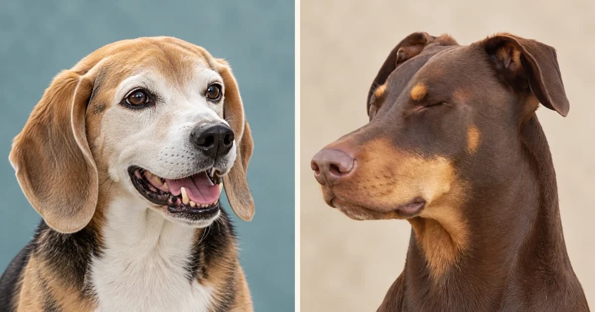 Separate ordinary portraits of an open-mouthed tricolor Beagle and a closed-eyed brown Doberman.