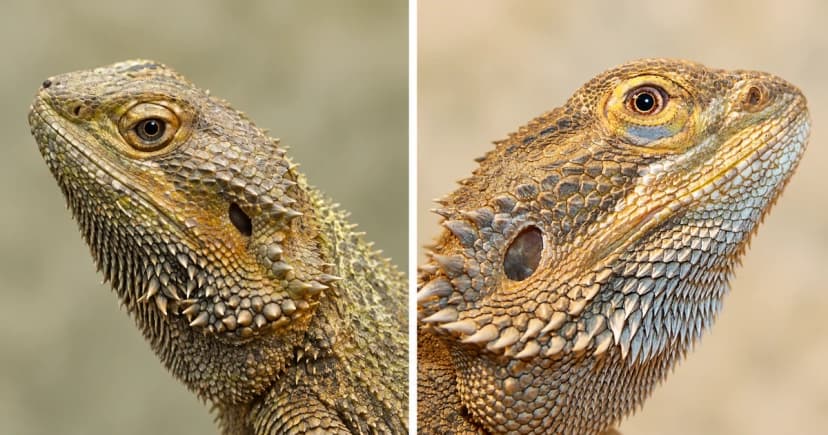 Separate head portraits of a gray-tan and a golden-tan bearded dragon.