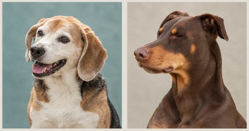 Independent head-and-chest portraits of a tricolor Beagle and a brown Doberman.