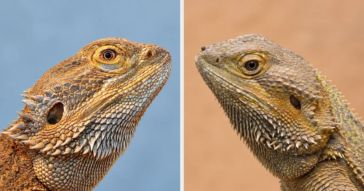 Separate golden-brown and gray-tan bearded dragon head portraits.