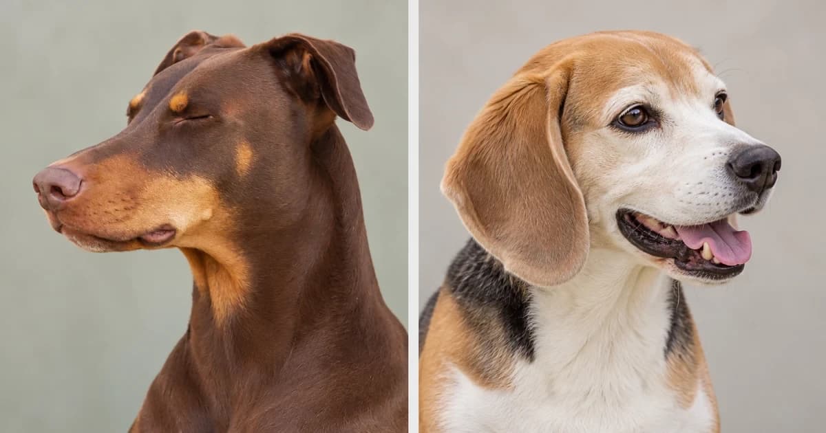 Separate brown Doberman and tricolor Beagle portraits.