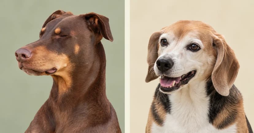 Independent close portraits of a brown Doberman and a tricolor Beagle.