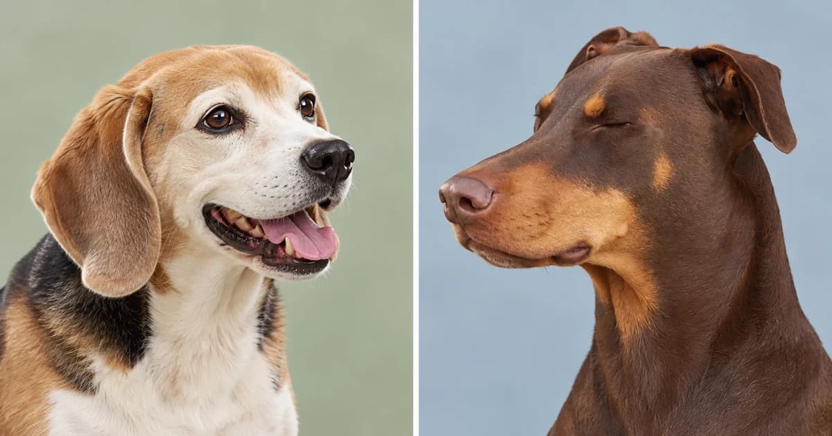 Separate portraits of a tricolor Beagle and a brown Doberman.