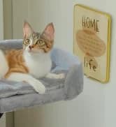 Cat Tunnel S Shape Cat Tunnels for Large and Indoor Cats 51”Long — collection imagery