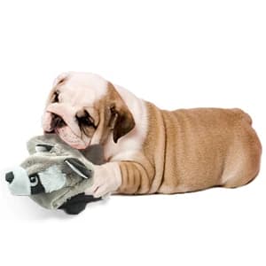 Unstuffed Woodland Squeaky Dog Toys — 5 Pack — collection imagery