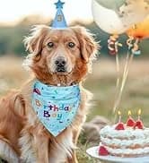 Dog Birthday Party Supplies — Dog Birthday Bandana — collection imagery