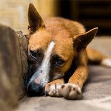 Dog Toy — Large Dog Squeaky Toys — Keep Your Home Clean And Tidy