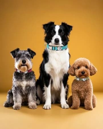 Waterproof Airtag Dog Collar Holder for Apple Air Tag — collection imagery