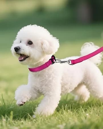 Reflective Dog Leash for Medium and Large Dogs — collection imagery