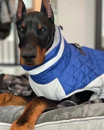 Dog Coat for Medium Dogs — Fleece Dog Winter Jacket with Harness — collection imagery