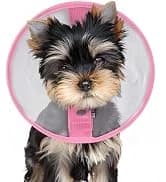 Soft Dog Cones — Recovery Dog Donut Collar After Surgery- Cone of Shame Alternative — collection imagery