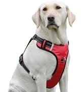 Reflective Dog Collar — Adjustable Nylon for Medium Dogs — collection imagery