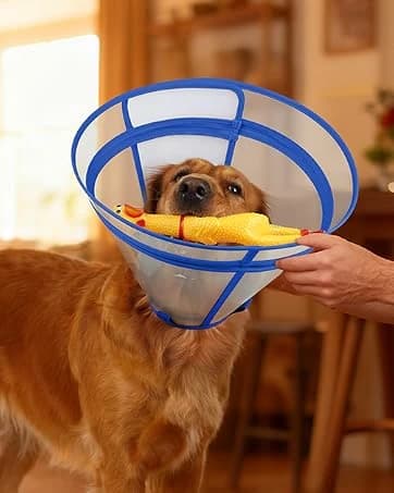Dog Cone to Stop Licking — Clear Recovery Collar with Detachable Zipper — collection imagery