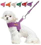 Dog Leash for Large Dogs — 5FT Heavy Duty Rope Leash Bulk — collection imagery