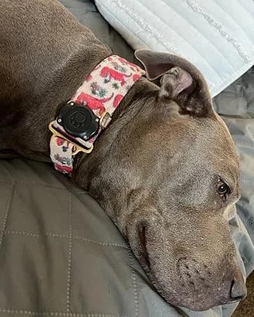 AirTag Dog Collar Holder Compatible with Apple Air Tag — 1st & 2nd Gen — collection imagery