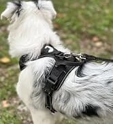 Reflective Dog Leash for Medium and Large Dogs — collection imagery