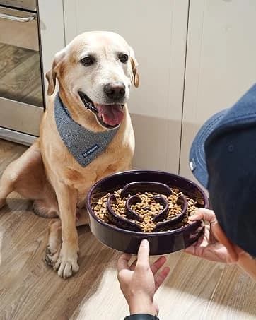 Dog Bowls Slow Feeder Ceramic — 1.5 Cup Slow Feeding Bowl for Small and Medium Breed — collection imagery