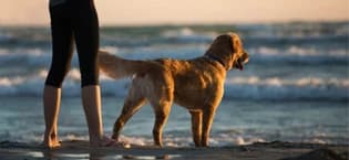 Long Leash for Dogs Waterproof — collection imagery