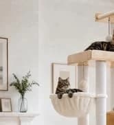 Cat Tunnel S Shape Cat Tunnels for Large and Indoor Cats 51”Long — collection imagery