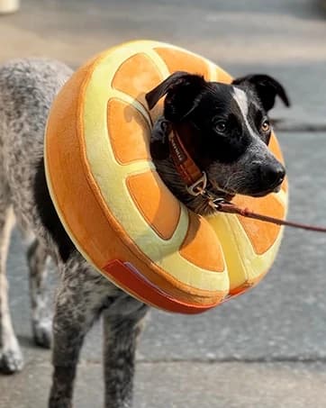 Inflatable Recovery Dog Collar — collection imagery