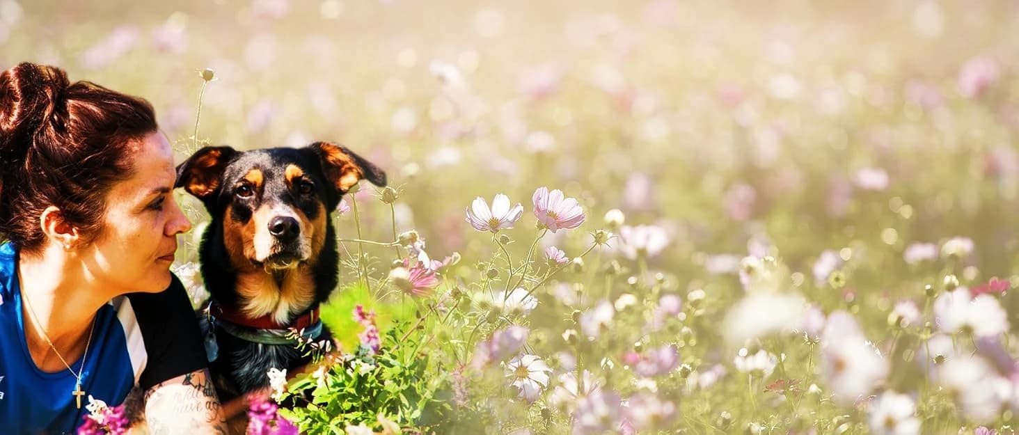 Soft Dog Cones — Recovery Dog Donut Collar After Surgery- Cone of Shame Alternative — collection imagery