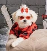 Dog Shoes for Small Dogs â Puppy Boots and Paw Protectors â collection imagery