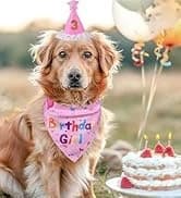 Dog Birthday Party Supplies — Dog Birthday Bandana — collection imagery