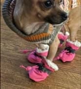 Dog Shoes for Small Dogs â Puppy Boots and Paw Protectors â collection imagery
